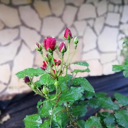 Διαμέρισμα Tamara